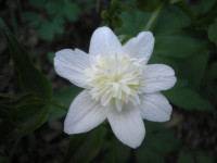 /album/fotogalerie-nabidka/anemone-nemorosa-vestal-jpg/